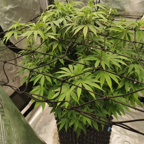 Royal queen  growlog timeline photo