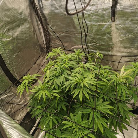 Royal queen  growlog timeline photo