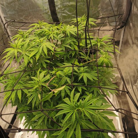 Royal queen  growlog timeline photo