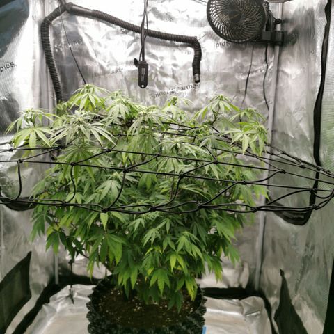 Royal queen  growlog timeline photo