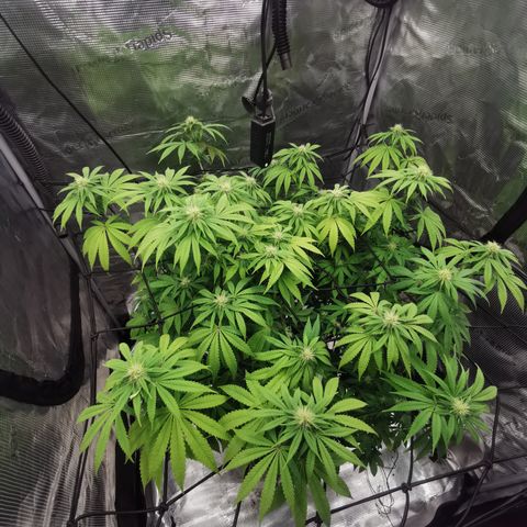 Royal queen  growlog timeline photo