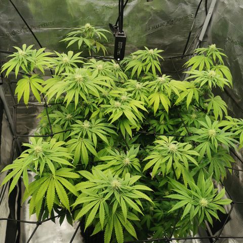 Royal queen  growlog timeline photo