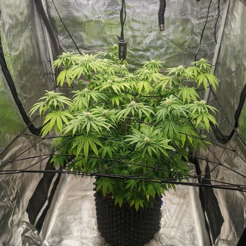 Royal queen  growlog timeline photo