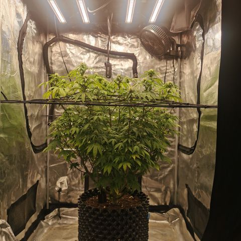Royal queen  growlog timeline photo