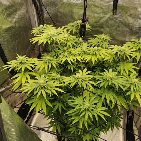 Royal queen  growlog timeline photo
