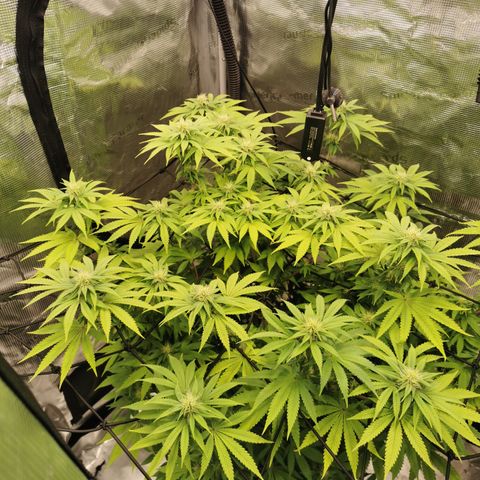 Royal queen  growlog timeline photo