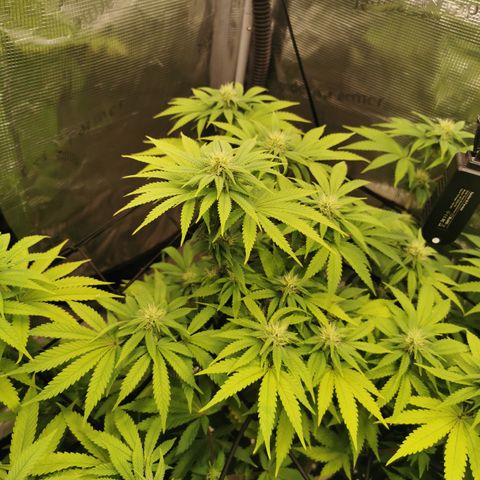 Royal queen  growlog timeline photo