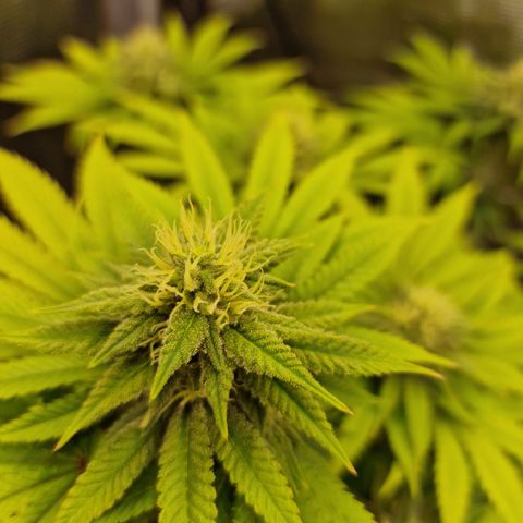 Royal queen  growlog timeline photo