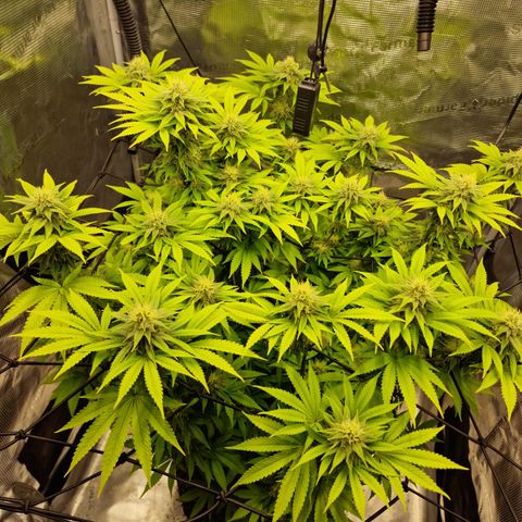 Royal queen  growlog timeline photo