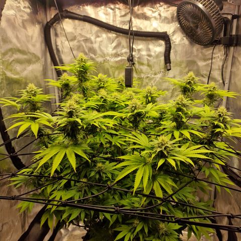 Royal queen  growlog timeline photo