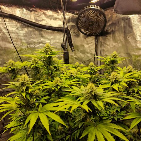 Royal queen  growlog timeline photo
