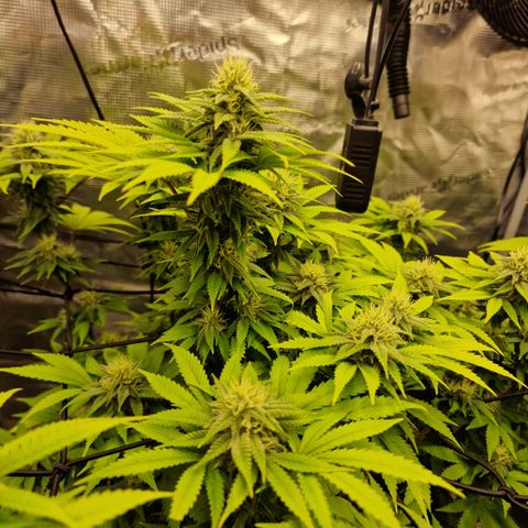 Royal queen  growlog timeline photo