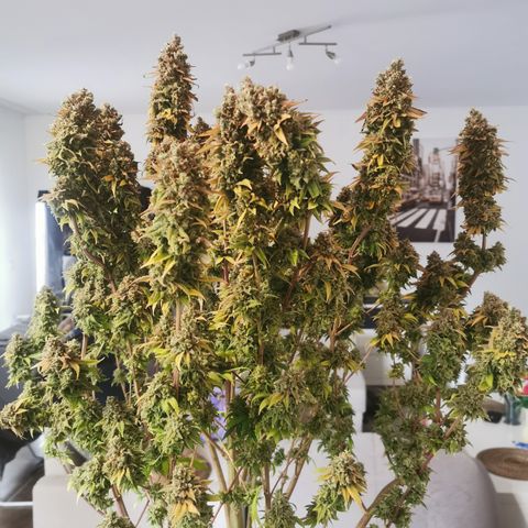 Royal queen  growlog timeline photo