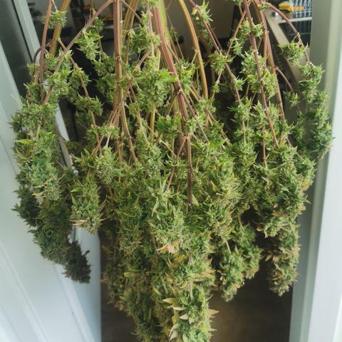 Royal queen  growlog timeline photo