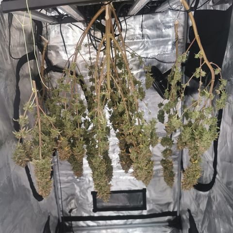 Royal queen  growlog timeline photo