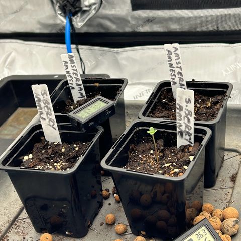 Strawberry Amnesia #2 Scrog growlog photo: First germinated seed popped. 