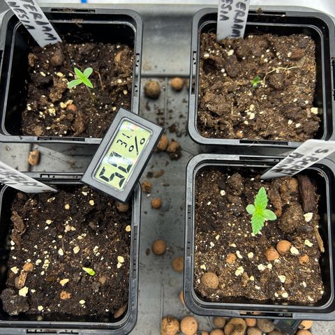 Strawberry Amnesia #1 Scrog growlog timeline photo