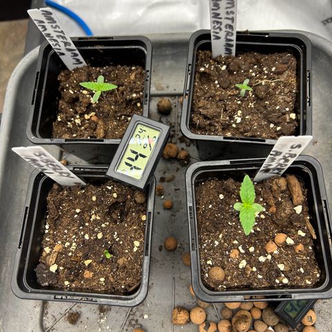Strawberry Amnesia #1 Scrog growlog timeline photo