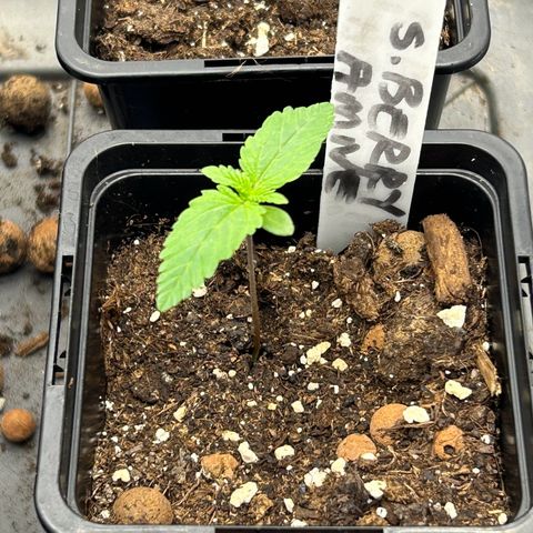Strawberry Amnesia #1 Scrog growlog photo: Progress