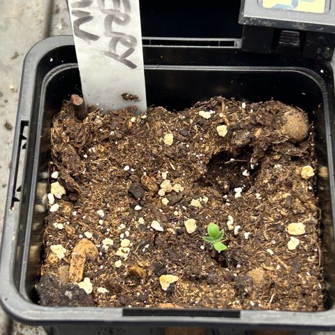 Strawberry Amnesia #2 Scrog growlog photo: Progress. She defo stunted (for now) in relation to others. 