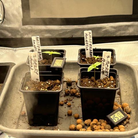 Strawberry Amnesia #1 Scrog growlog timeline photo