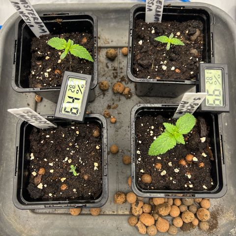Strawberry Amnesia #1 Scrog growlog photo: Post Rhizotonic spraying 