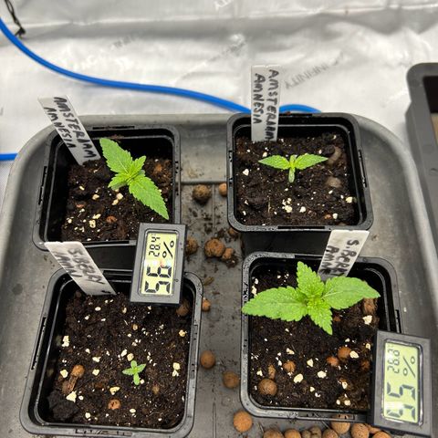 Strawberry Amnesia #1 Scrog growlog timeline photo