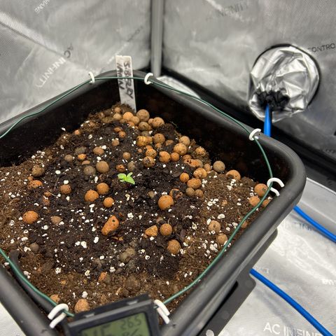 Strawberry Amnesia #2 Scrog growlog photo: Repotted into new home 