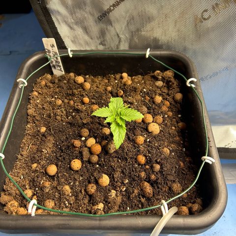 Strawberry Amnesia #1 Scrog growlog photo: Repotted into new home 