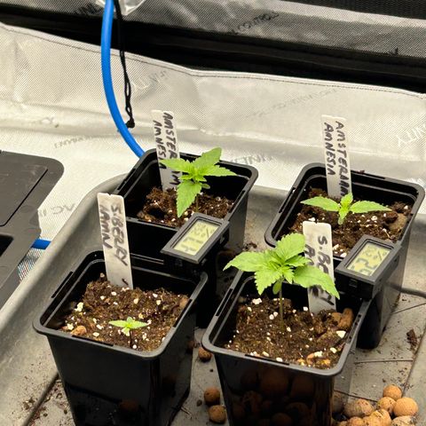 Strawberry Amnesia #1 Scrog growlog photo: Everything re potted into 15 litre pots. 