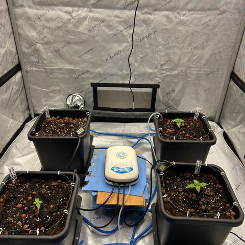 Strawberry Amnesia #1 Scrog growlog photo: Everything re potted into 15 litre pots. 