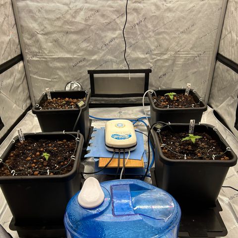 Strawberry Amnesia #1 Scrog growlog photo: Everything re potted into 15 litre pots. 