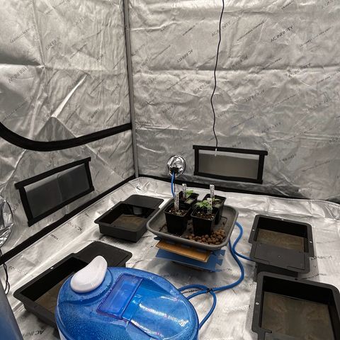 Strawberry Amnesia #1 Scrog growlog photo: Everything re potted into 15 litre pots. 