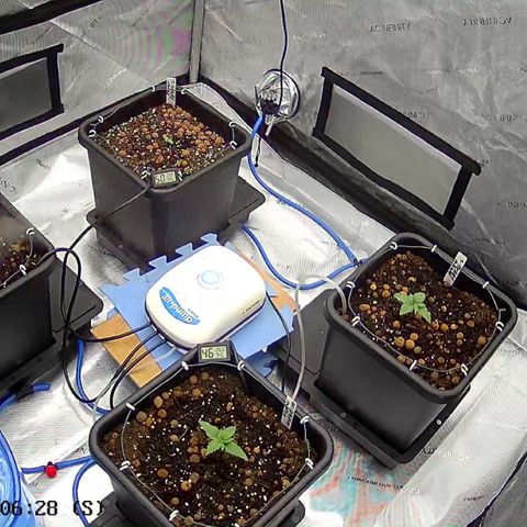 Strawberry Amnesia #1 Scrog growlog timeline photo