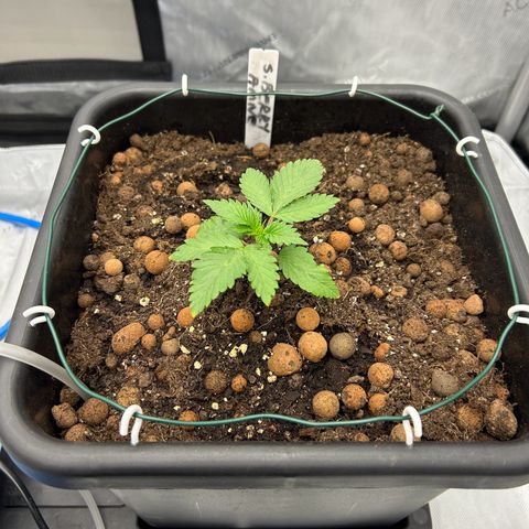 Strawberry Amnesia #1 Scrog growlog photo: Coming on