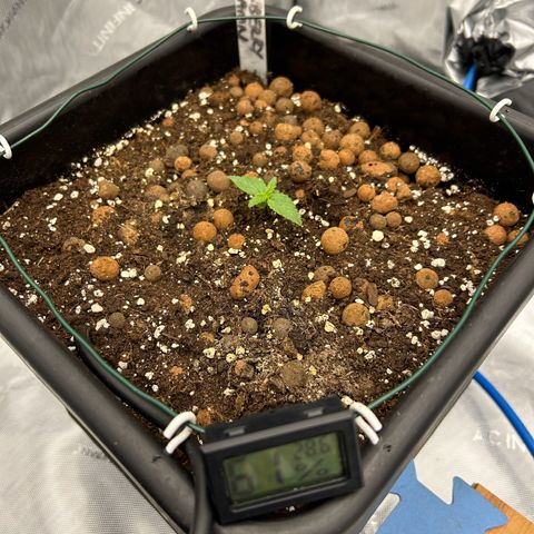 Strawberry Amnesia #2 Scrog growlog timeline photo
