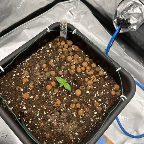 Strawberry Amnesia #2 Scrog growlog timeline photo