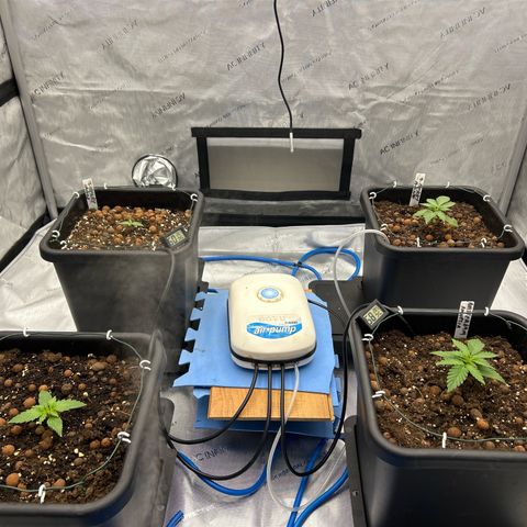 Strawberry Amnesia #1 Scrog growlog timeline photo