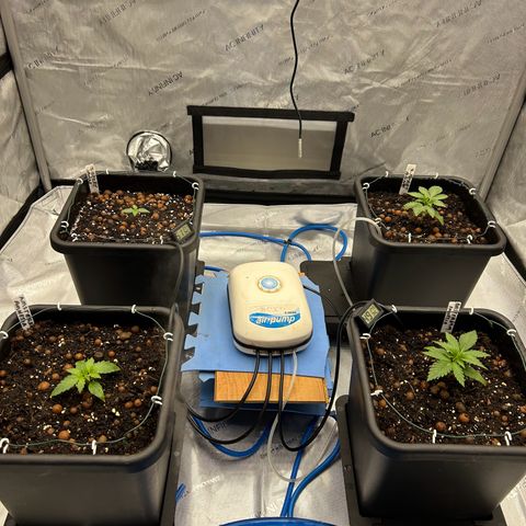 Strawberry Amnesia #1 Scrog growlog timeline photo