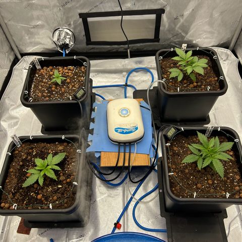 Strawberry Amnesia #1 Scrog growlog timeline photo