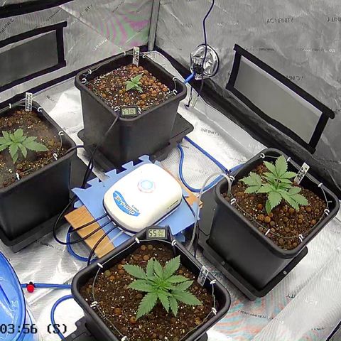 Strawberry Amnesia #1 Scrog growlog timeline photo