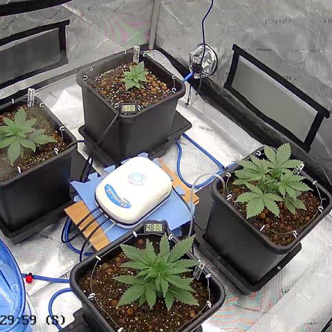 Strawberry Amnesia #1 Scrog growlog timeline photo
