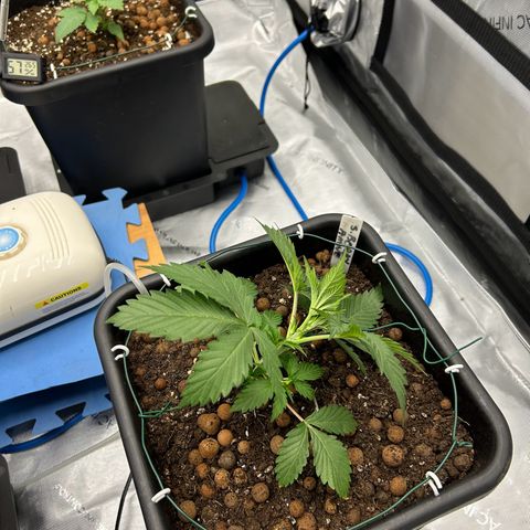Strawberry Amnesia #1 Scrog growlog photo: Training day 1