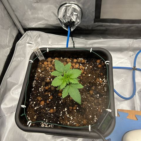 Strawberry Amnesia #2 Scrog growlog photo: Progress 