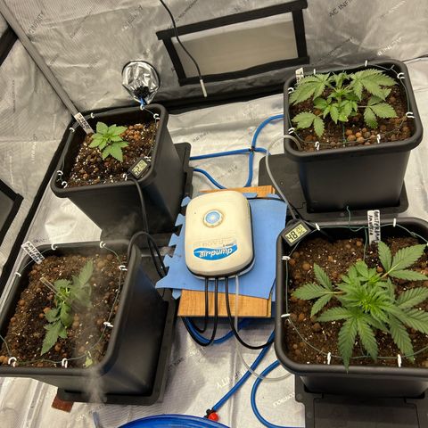 Strawberry Amnesia #1 Scrog growlog photo: Post training and breaking. 