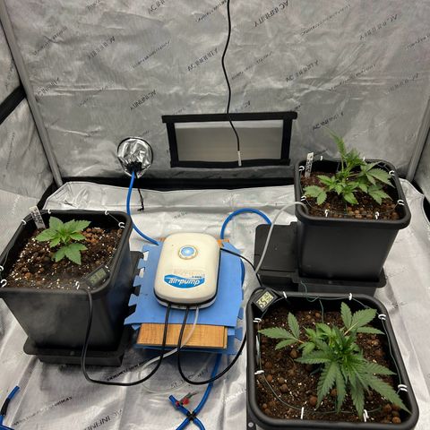 Strawberry Amnesia #1 Scrog growlog photo: 1 Amnesia Haze died from my shite hands. 