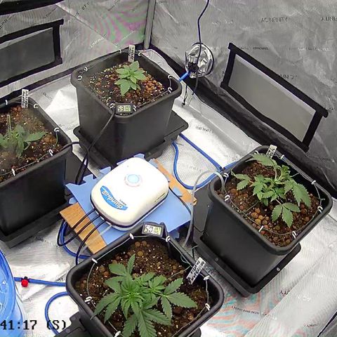 Strawberry Amnesia #1 Scrog growlog photo: 1 Amnesia Haze died from my shite hands. 