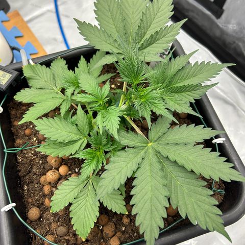 Strawberry Amnesia #1 Scrog growlog photo: New growth from lower nodes