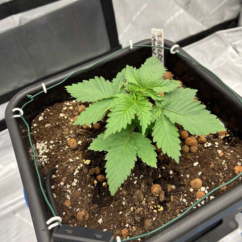 Strawberry Amnesia #2 Scrog growlog photo: Coming on great after a slow start. 