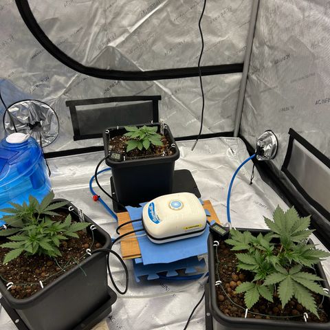 Strawberry Amnesia #1 Scrog growlog timeline photo